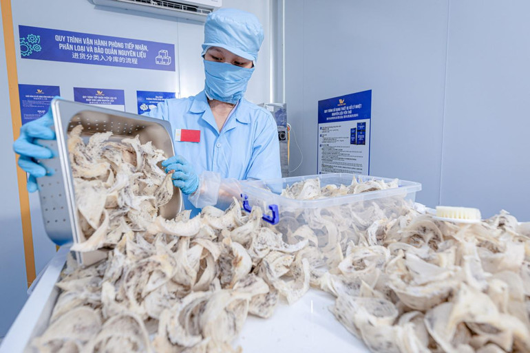 Hiện cả nước có 42/63 tỉnh có nuôi chim yến với trên 22.000 nhà yến. Sản lượng tổ yến của Việt Nam khoảng 150 tấn.